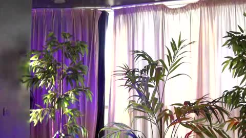 Anais online show from 21, 9, 2025