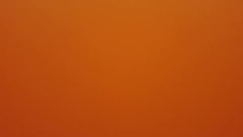 hundeleine online show from 16, 12, 2025