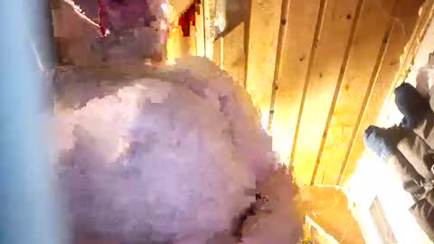 hung34u online show from 8, 1, 2026