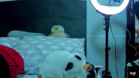 Snapshot of iam_your_fantasy chatting on 12, 1, 2026 iam_your_fantasy online show from 12, 1, 2026