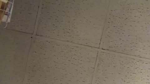 igcognito647033 online show from 20, 2, 2026