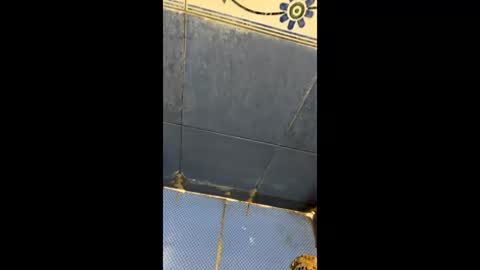 Indianboy online show from 3, 4, 2026