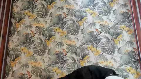 Italo Moore online show from 25, 9, 2025