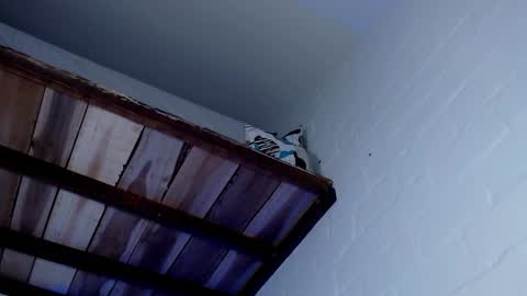 Snapshot of jacob_zane1 chatting on 12, 3, 2025 Michael Caicedo online show from 12, 3, 2025