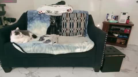 Nicole  Allen online show from 13, 2, 2025