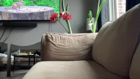 Snapshot of joshperrygoon chatting on 14, 12, 2024 joshperrygoon online show from 14, 12, 2024