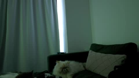 Snapshot of juanita_foxxx chatting on 6, 4, 2026 Juanitafoxx online show from 6, 4, 2026