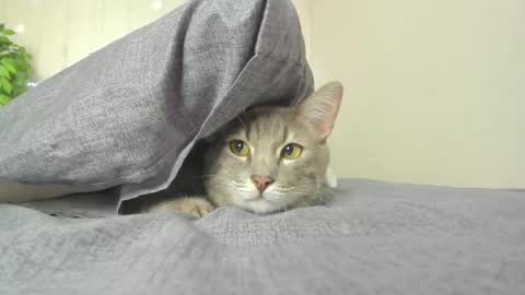 kelly_gerzikaaa online show from 5, 4, 2026