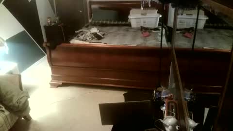 KittenKatch online show from 8, 2, 2026