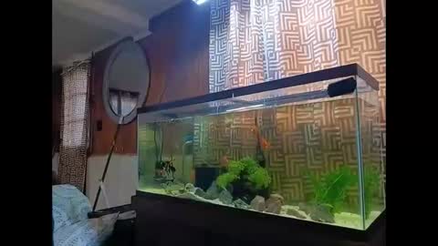 Snapshot of klou502 chatting on 30, 12, 2024 LOUiViLAN online show from 30, 12, 2024