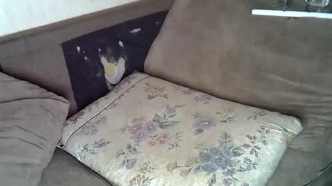 Snapshot of lillybae1811 chatting on 10, 6, 2026 lillybae1811 online show from 10, 6, 2026
