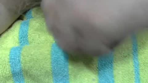 Snapshot of liltonypa chatting on 21, 1, 2025 LilTonyPA online show from 21, 1, 2025