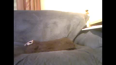 lion160868 online show from 6, 2, 2026