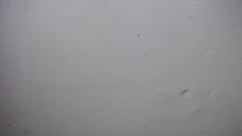 lisa_branch online show from 28, 11, 2025