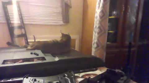 littlegrey376 online show from 18, 2, 2026