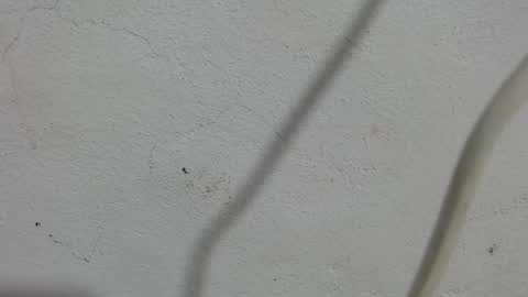 Snapshot of lovecreyzyshowcam chatting on 11, 9, 2025 Frank and Nathy online show from 11, 9, 2025