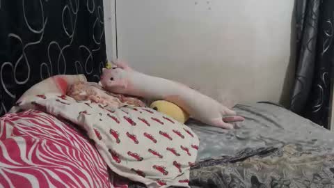 loveme114 online show from 30, 3, 2026