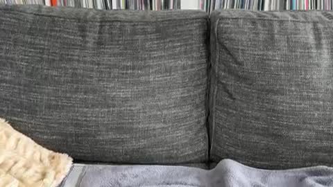 Snapshot of majortazer chatting on 3, 12, 2024 majortazer online show from 3, 12, 2024