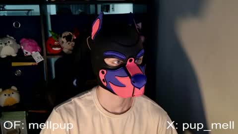 Snapshot of mellpup chatting on 25, 6, 2026 MellPUP online show from 25, 6, 2026