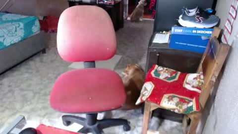 Snapshot of missgomezz_ chatting on 26, 5, 2026 Maria Gomezz online show from 26, 5, 2026