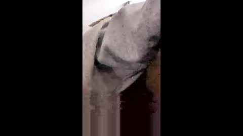 MissNiagara online show from 18, 1, 2026