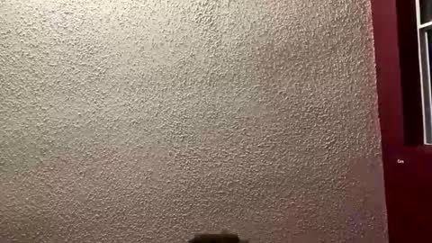 Snapshot of mrpurifire chatting on 19, 1, 2026 Angel online show from 19, 1, 2026