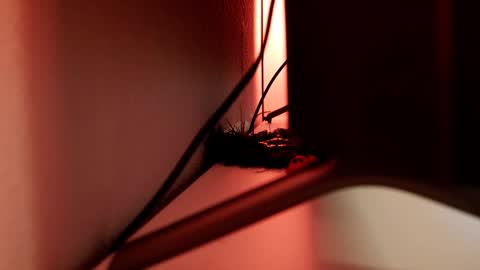 Snapshot of mrstenderbeast chatting on 1, 3, 2025 YOUR OWNER online show from 1, 3, 2025