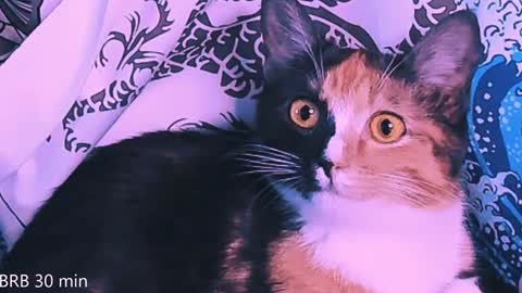 Monday-Friday 12-4 AM and 6-9 AM New York time online show from 2, 2, 2025