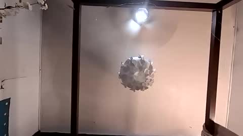 Haven online show from 26, 3, 2026