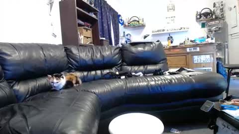 niceasscammo69 online show from 11, 1, 2026