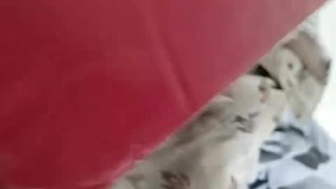 Snapshot of nooby942461 chatting on 4, 1, 2025 sim nib online show from 4, 1, 2025