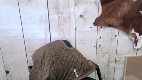 Snapshot of openmindedcowboy chatting on 18, 10, 2025 kinkynerd online show from 18, 10, 2025