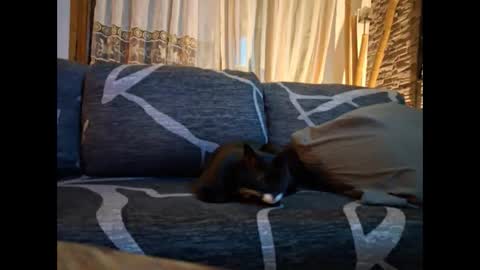 p326032 online show from 3, 11, 2025