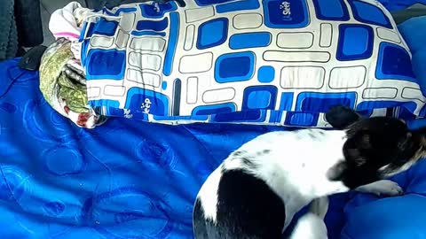 paula_willss online show from 6, 1, 2025