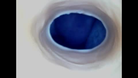Snapshot of paulainoscente chatting on 14, 6, 2026 Paula 18 Aninhos online show from 14, 6, 2026