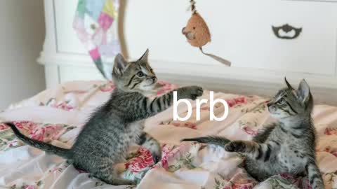 Kitty online show from 1, 5, 2026