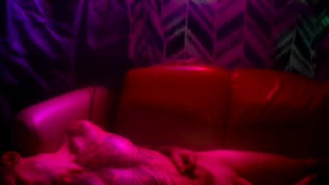 Prettyslangin69 FYPM online show from 24, 11, 2025