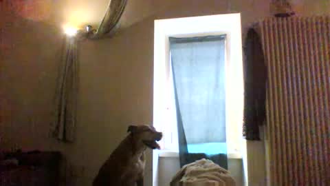 BBW facial slave online show from 8, 1, 2026