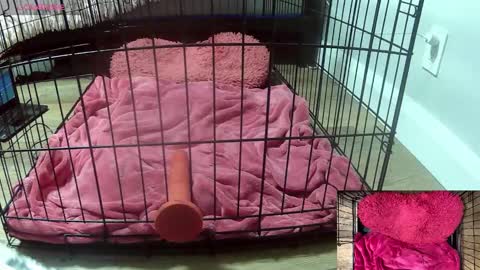 Snapshot of princessjuliaxo4 chatting on 3, 2, 2026 PrIncessJulia0X online show from 3, 2, 2026