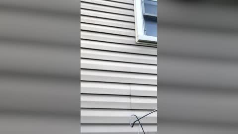 pyrex8 online show from 11, 4, 2026