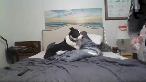 salsbud2022 online show from 28, 2, 2025