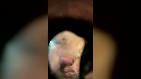 Sam online show from 18, 4, 2026