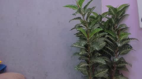 Scarlett 3 online show from 29, 11, 2025