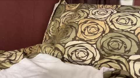 Snapshot of sebilone chatting on 29, 12, 2024 Hennriette and Sebastian online show from 29, 12, 2024