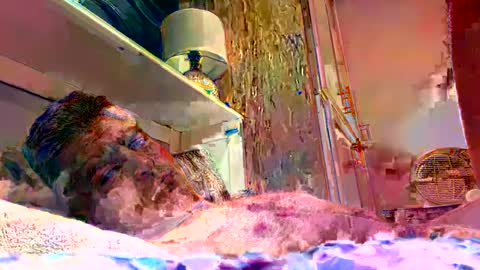 sexdisruptor online show from 4, 1, 2025