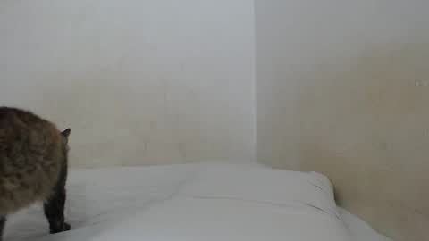 sirajones online show from 25, 2, 2025