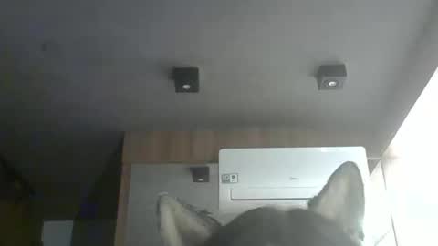 skinnykittencam online show from 4, 2, 2026