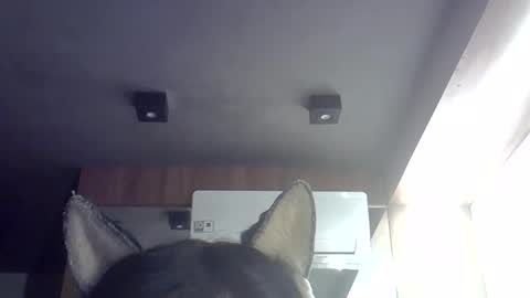 Snapshot of skinnykittencam chatting on 29, 5, 2026 skinnykittencam online show from 29, 5, 2026