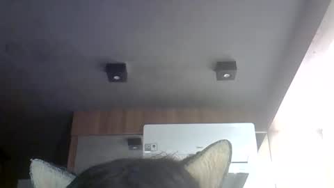 Snapshot of skinnykittencam chatting on 30, 5, 2026 skinnykittencam online show from 30, 5, 2026
