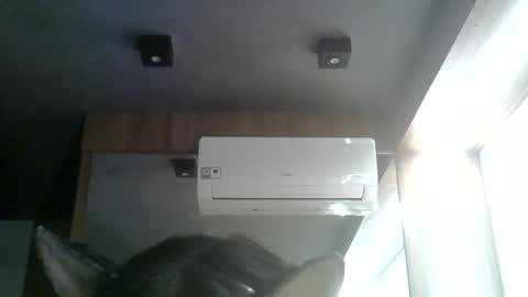 Snapshot of skinnykittencam chatting on 15, 6, 2026 skinnykittencam online show from 15, 6, 2026